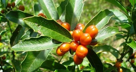 Benefícios da Espinheira Santa: Uma Planta Medicinal Poderosa.