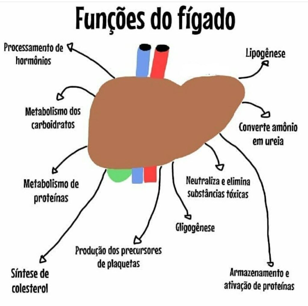 fígado